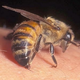 Terapia cu venin de albine ca element de preventie biologica a organismelor sanatoase si de optimizare a efortului fizic